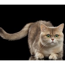 Схема вышивки «кот»