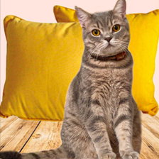 Схема вышивки «Кот»