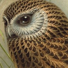 Схема вышивки «Coruja.»