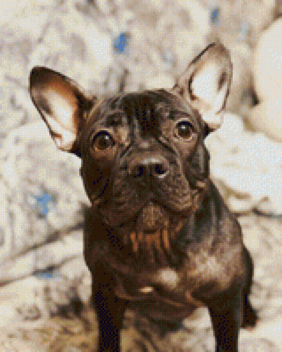 Бульдог с большими глазами - предпросмотр