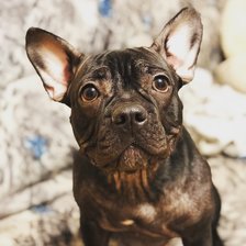 Бульдог с большими глазами