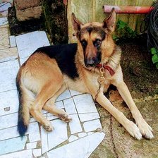 Схема вышивки «perrito»