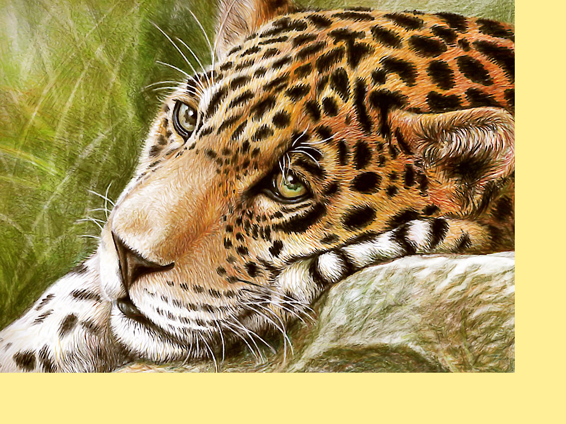 Серия "Хищники". - хищники, животные - оригинал