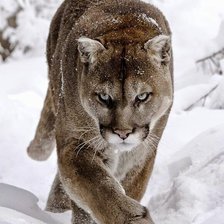 Схема вышивки «пума»