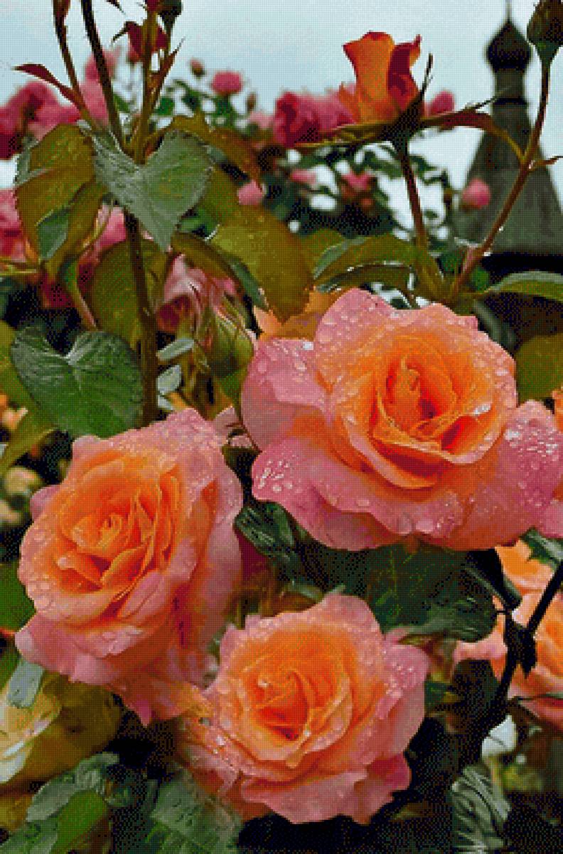 Цветы - предпросмотр