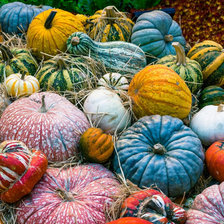 Схема вышивки «Тыквы»