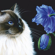 Схема вышивки «Кот.»