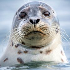 Схема вышивки «Каспийская нерпа»