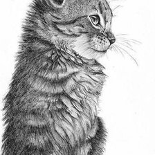 Схема вышивки «Котик»