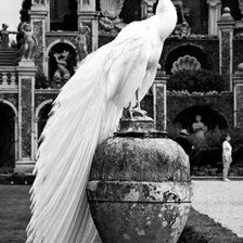 Схема вышивки «Белый павлин»