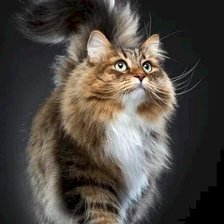 Схема вышивки «№2226655»