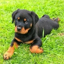 Схема вышивки «Щенок»