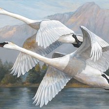 Схема вышивки «птицы»