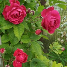 Схема вышивки «№2227571»