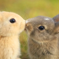 Схема вышивки «Зайки кролики»