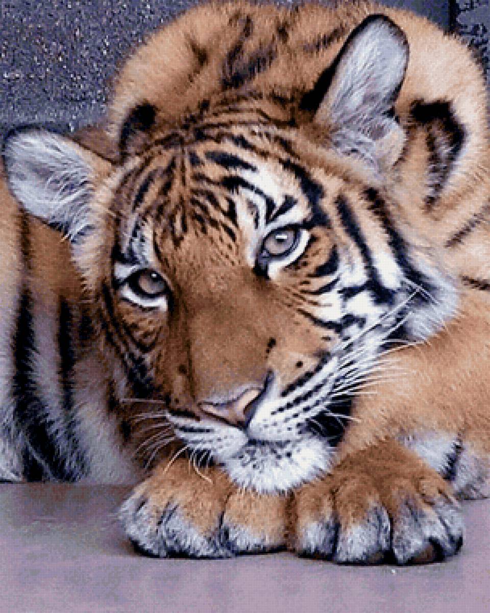 Tigre. - animais. - предпросмотр