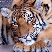 Tigre.
