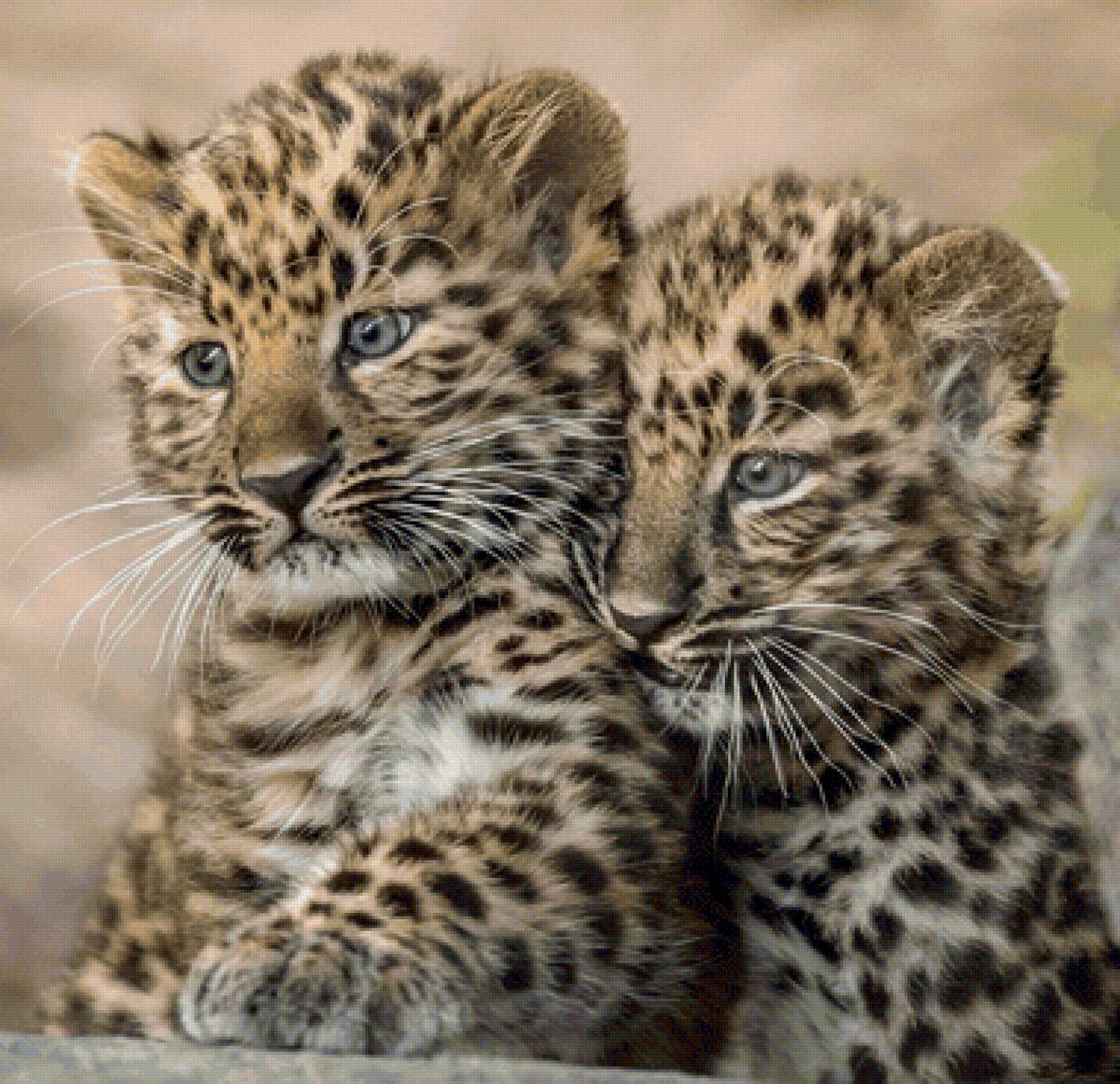 Filhotes de tigre. - animais. - предпросмотр