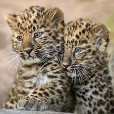 Схема вышивки «Filhotes de tigre.»