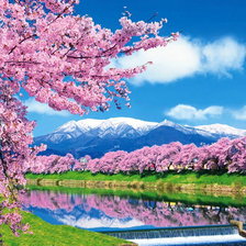 Схема вышивки «Сакура»