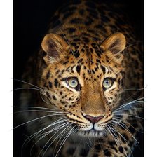 Схема вышивки «Леопард»