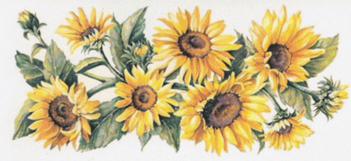 GIRASOLES - предпросмотр