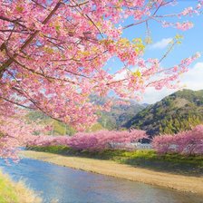 Схема вышивки «Сакура»