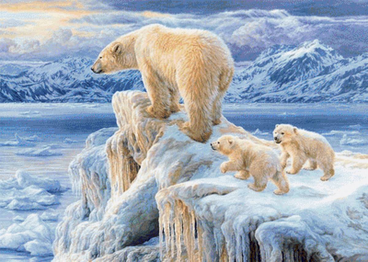 медведи - медведи природа север зима - предпросмотр