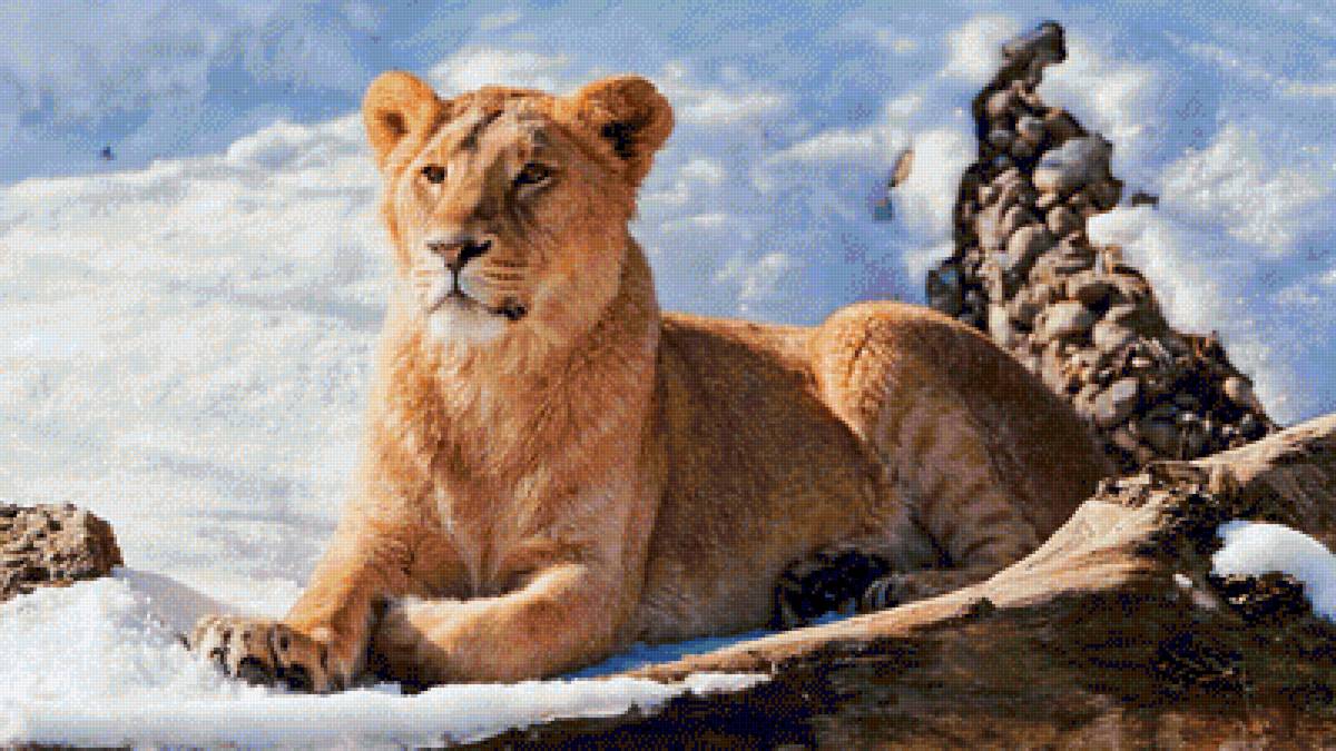 львица - львица животные природа зима - предпросмотр