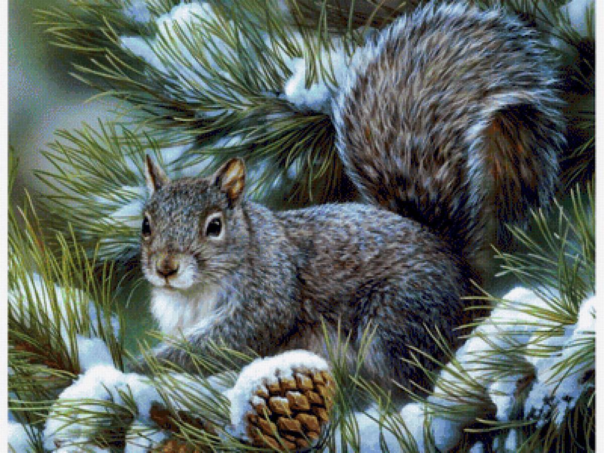 белочка - белка животные зима снег - предпросмотр