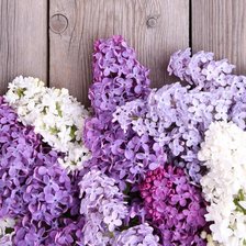 Схема вышивки «Сирень»