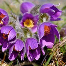 Схема вышивки «Сон-трава»