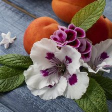 Схема вышивки «Натюрморт»