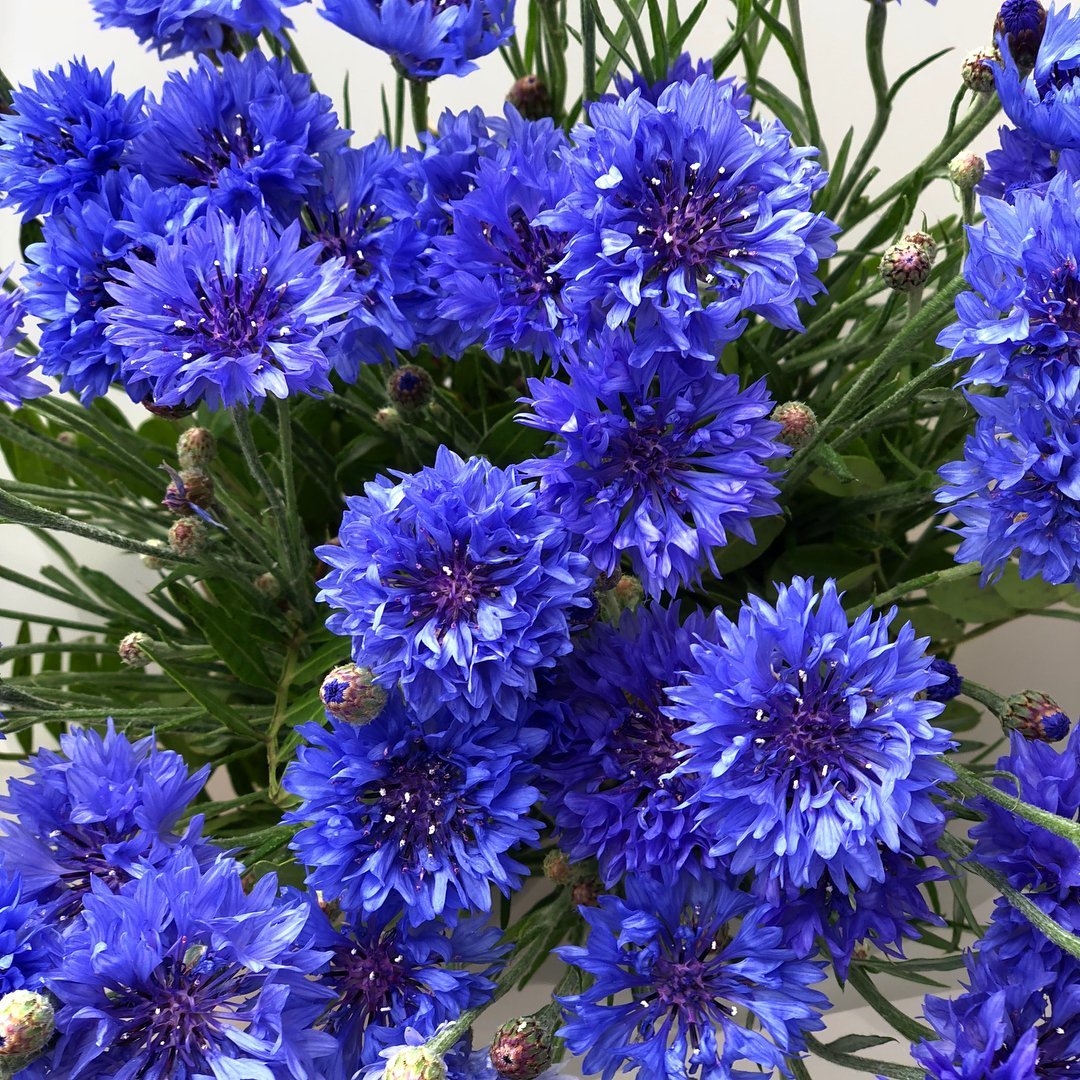 Васильки - оригинал