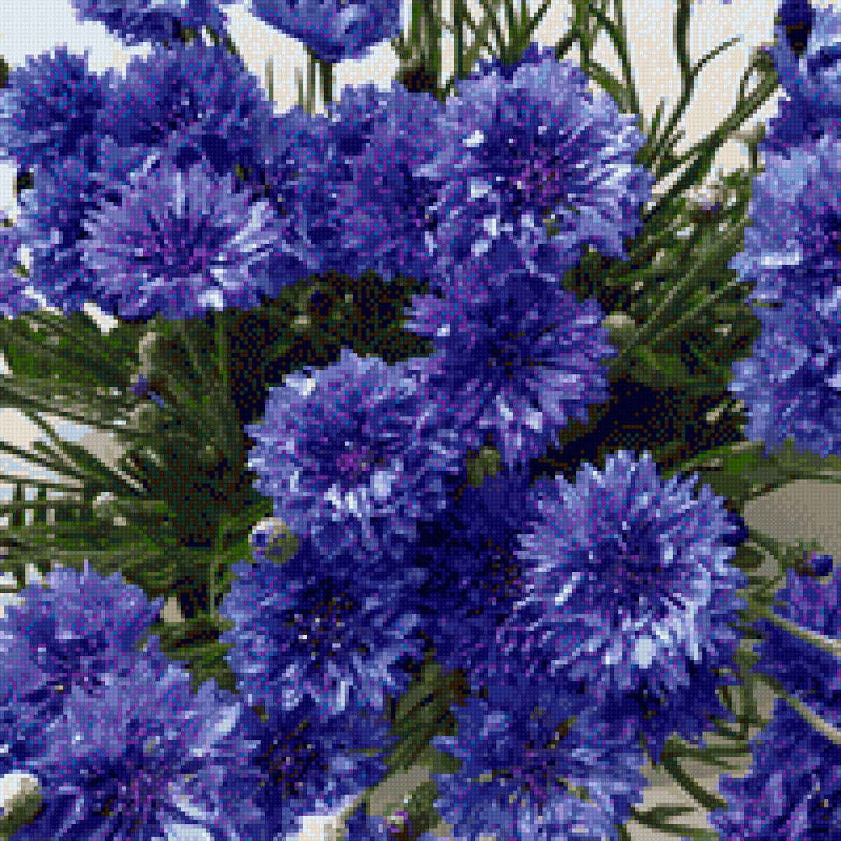 Васильки - предпросмотр