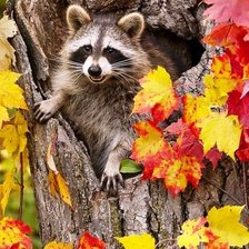 Схема вышивки «Енот»