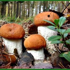 Схема вышивки «Грибочки»