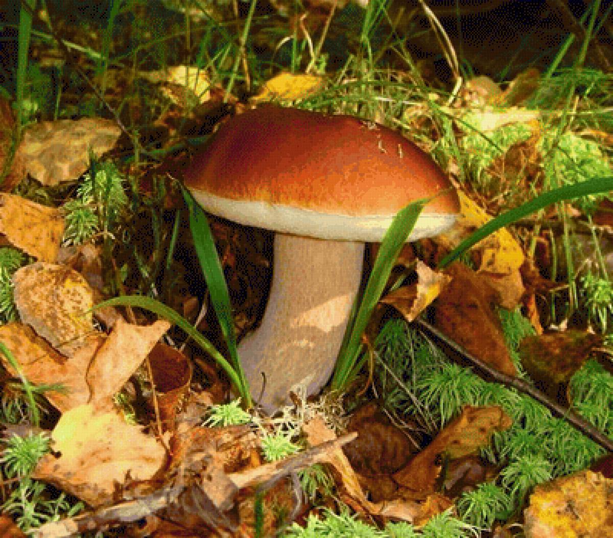 Белый гриб - лес, боровик, грибы, осень, природа - предпросмотр