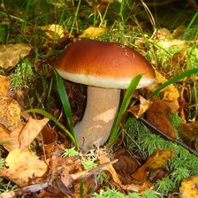 Схема вышивки «Белый гриб»