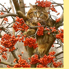 Схема вышивки «Серия "Коты".»