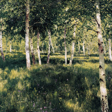 Схема вышивки «Берёзовая роща Левитан»