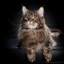 Схема вышивки «Орсон 2»