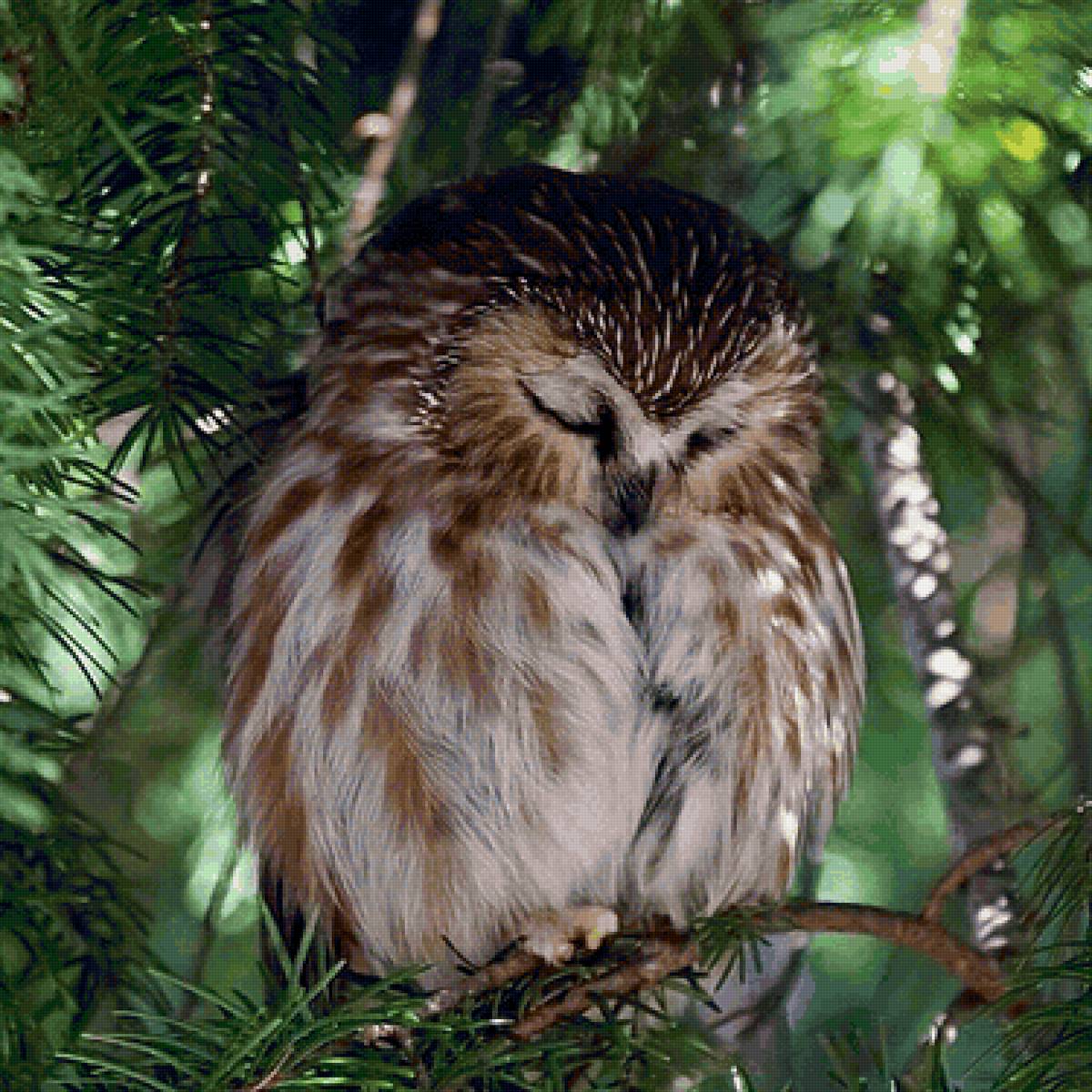 Сон совушки - сова, птицы - предпросмотр