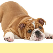 Схема вышивки «Серия "Собаки". Щенок»