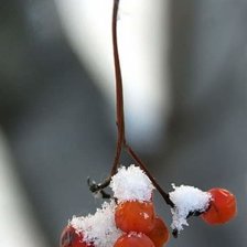 Схема вышивки «Любимая рябина»
