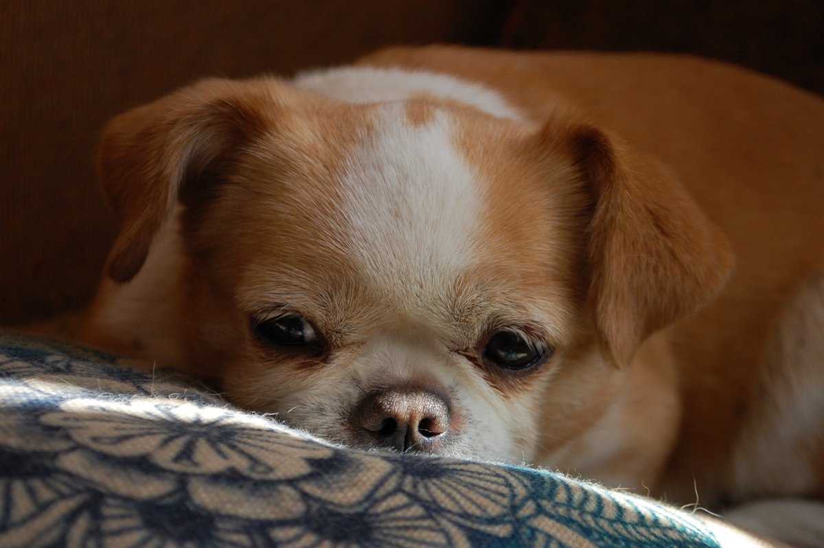 Туся - оригинал