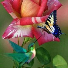 Схема вышивки «Rosa.»