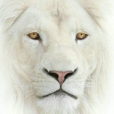 Схема вышивки «дикие»