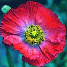 Схема вышивки «мак»