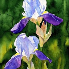 Схема вышивки «ирисы»
